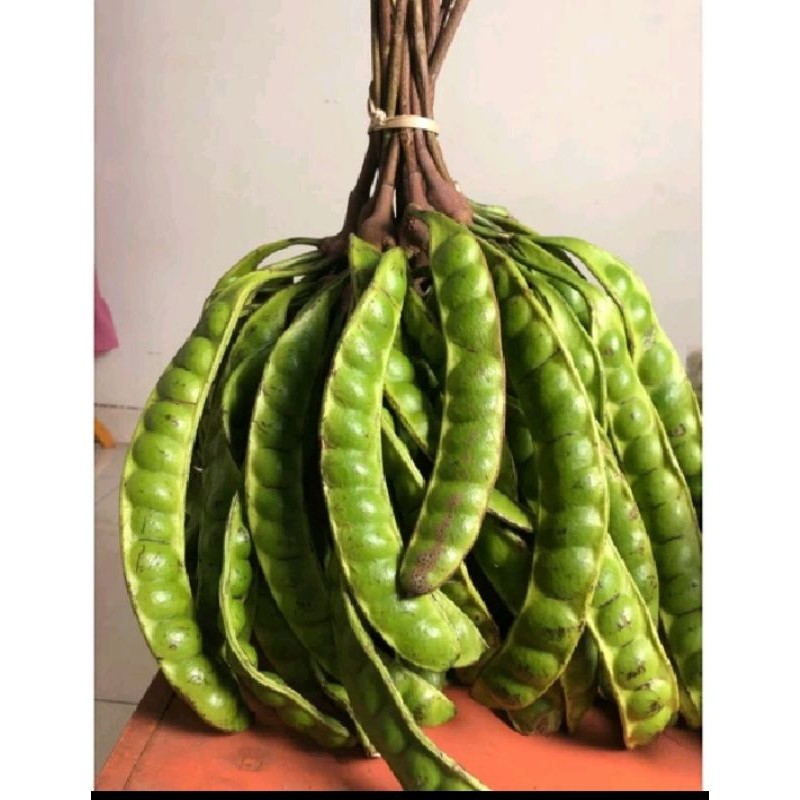 

TEBUS MURAH Pete tua fresh per ikat=10 lonjor/buah. Petai murah 1 ikat Lumajang