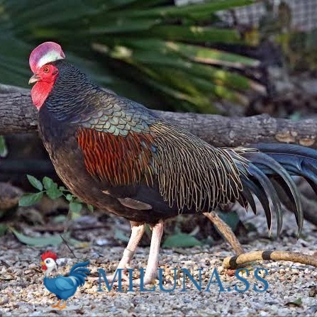 

TELUR AYAM TETAS FERTIL hutan x jawa / hias / siap kirim