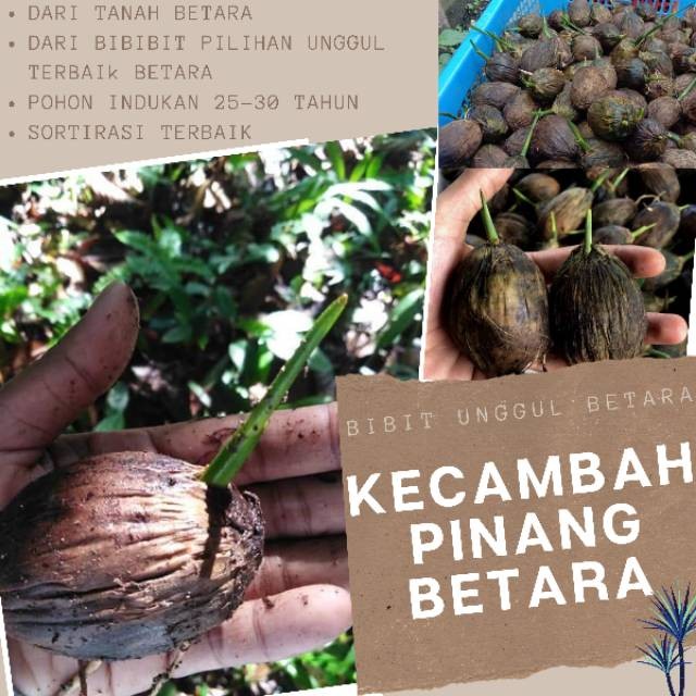 Pinang Kecambah Betara Kecambah Unggul Betara