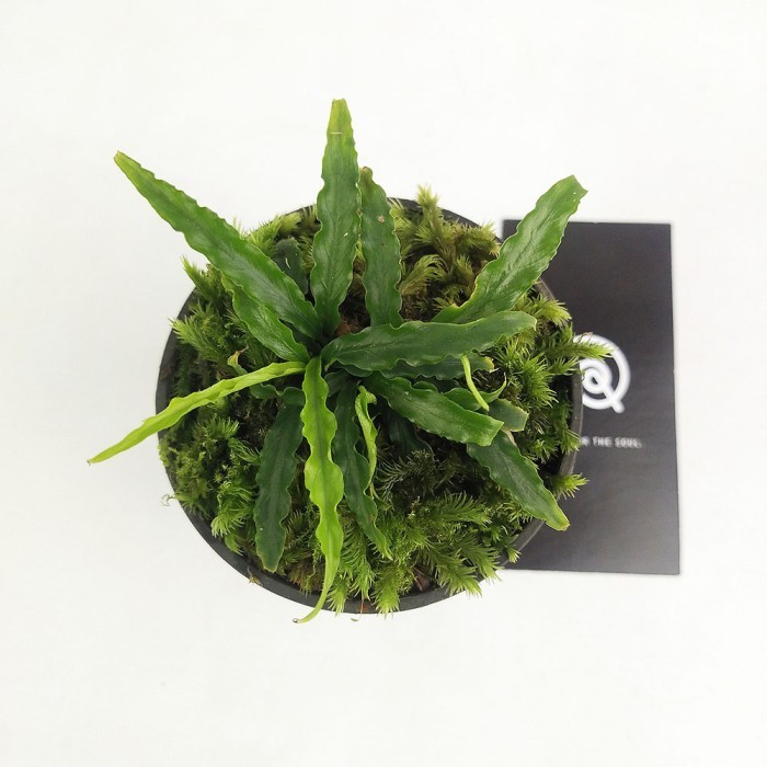 Schismatoglottis sp antu - Tanaman hias mini for Terrarium Paludarium