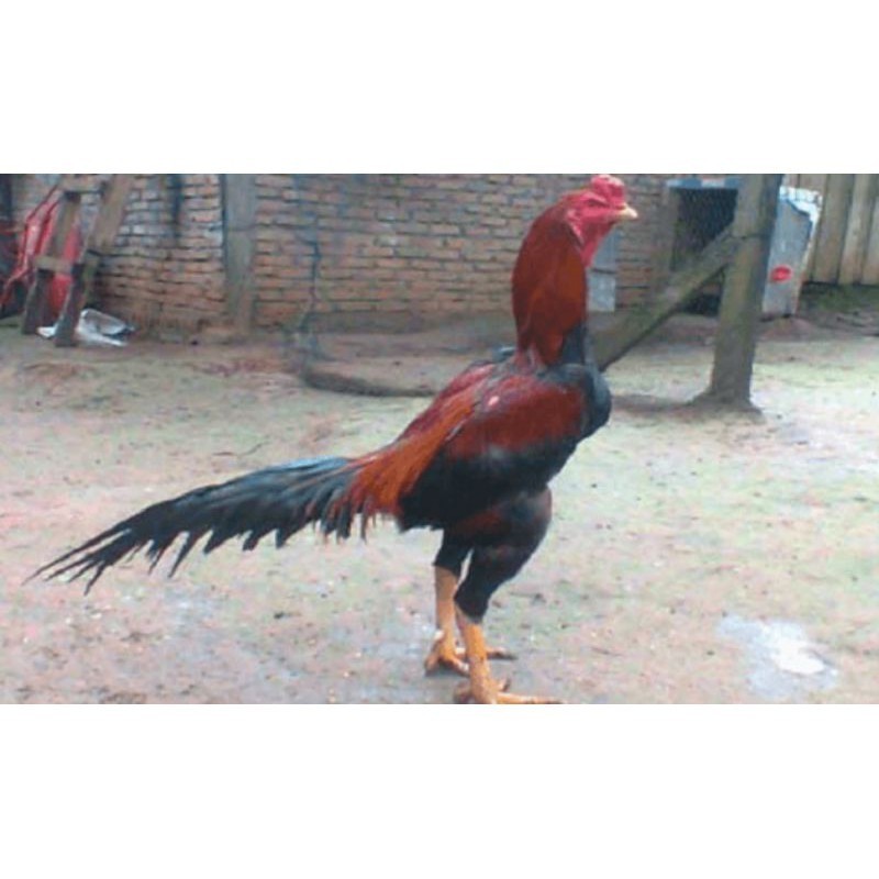 

Fertil TELUR AYAM PAKHOY TURUNAN IMPORT