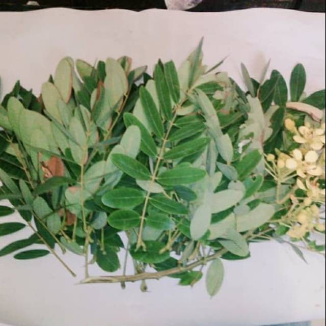 

PROMO TERMURAH Daun Johar Organik Segar 500 Gram