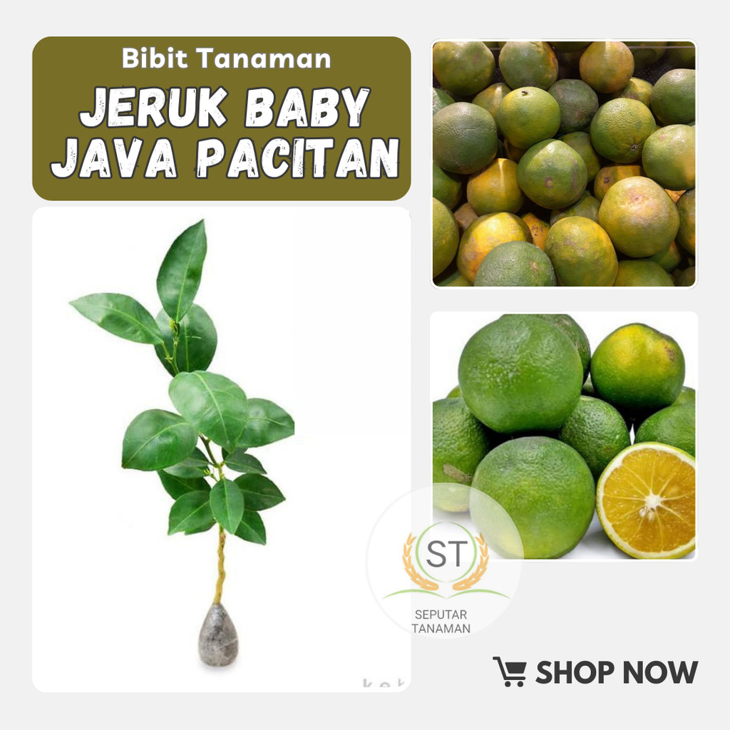 

Bibit jeruk baby java pacitan kondisi berbuah