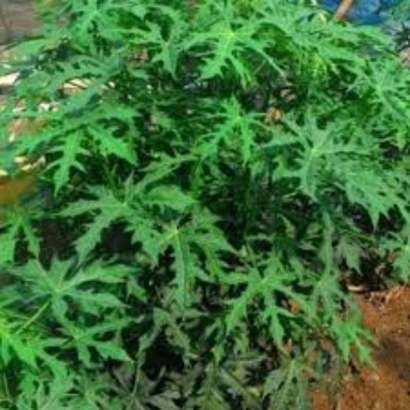 MAKRIFATBUSINESS Paket. Pcs 15 cm Bibit Pakan Ikan Gurami Pepaya Jepang