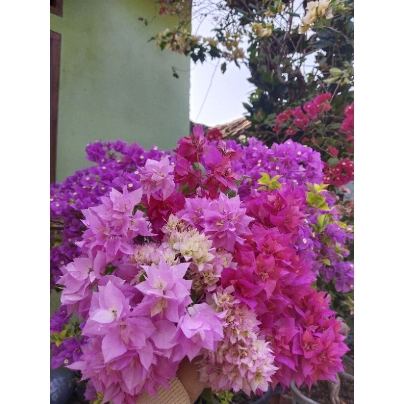 paket bahan stek bougenville bibit bougenville