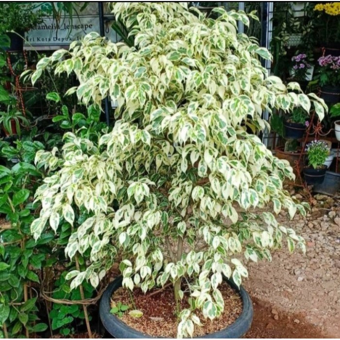 Tanaman Hias Beringin Varigata - Tanaman Hias Besar