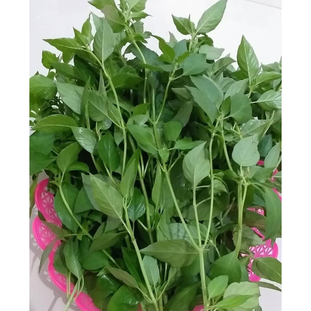 

[Dikirim Instant] Daun Kemangi Segar