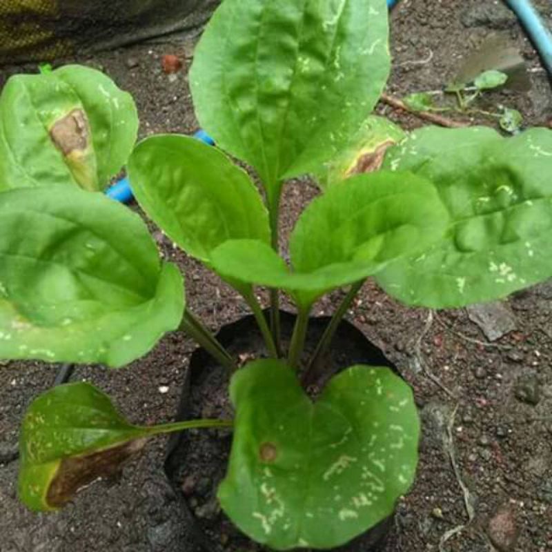 

daun sendok/fanatis per ikat