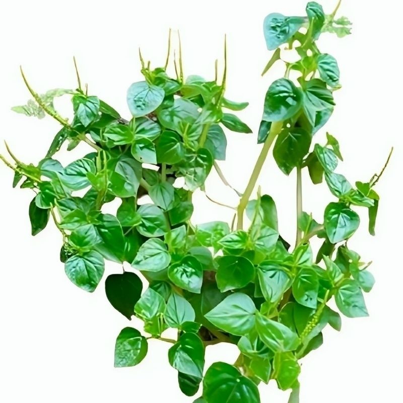 

Sirih cina/Ketumpang air (Cehcer kempes)250gram /obat herbal presh 100% seger
