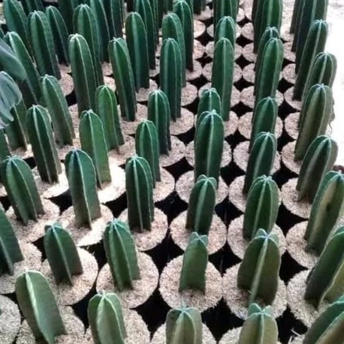 tanaman hias kaktus coboi