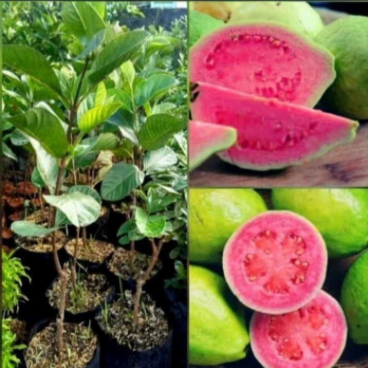 pohon jambu merah tanaman pohon jambu biji merah