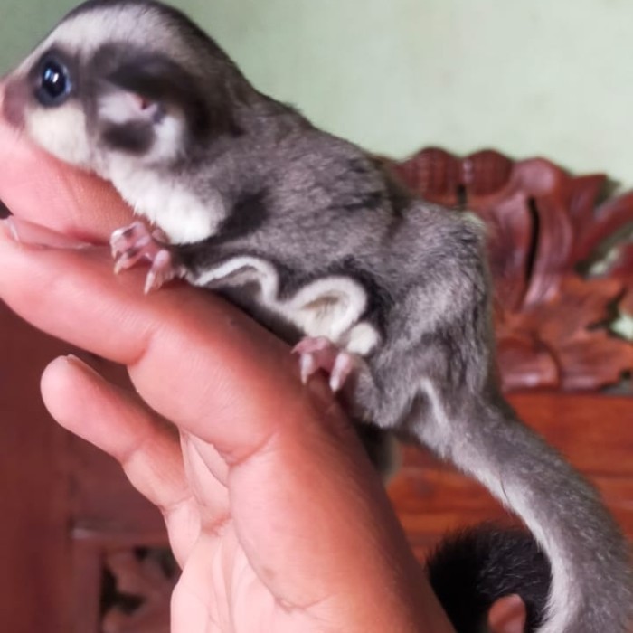 SALE -sugar glider grey
