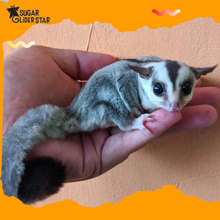 SALE -SUGAR GLIDER WHITE FACE JOEY JINAK / MAINAN SUGAR GLIDER JOEY JINAK