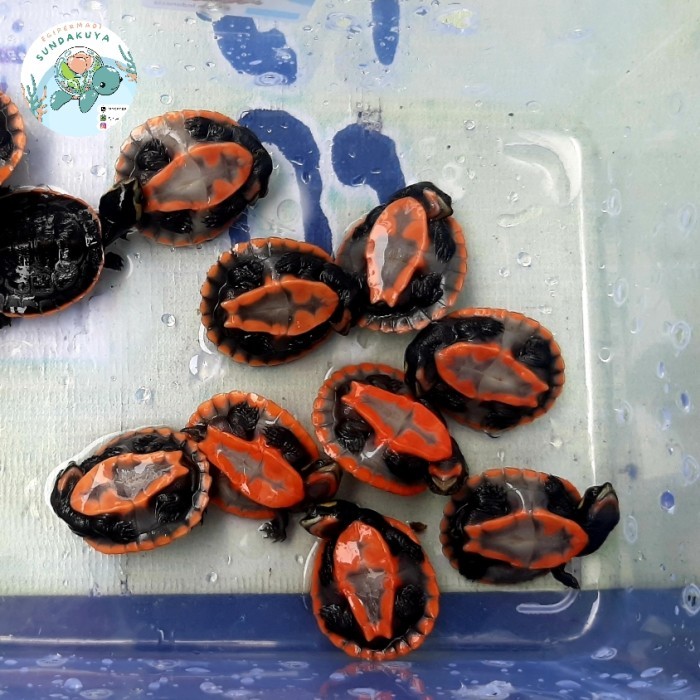 SALE -baby kura dada merah atau damer