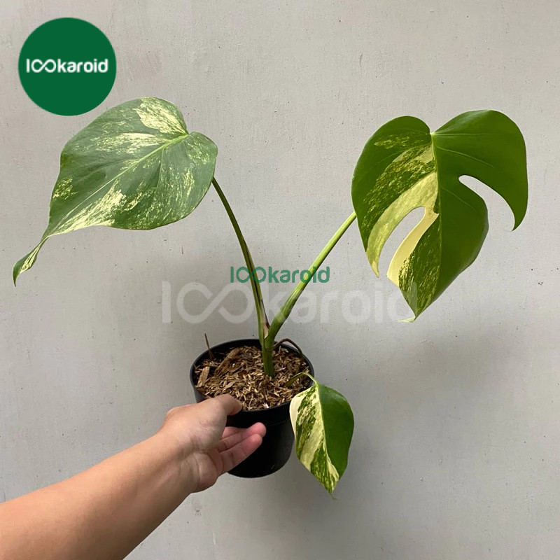 Tanaman Hias Monstera Marmorata | Monstera Marmorata Aurea Yellow