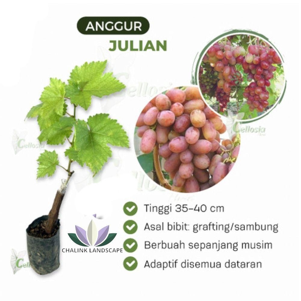 Pohon Buah Anggur Import Okulasi / Grafting  ( sambungan ) - Tanaman Buah Anggur - Bibit Buah Pohon 