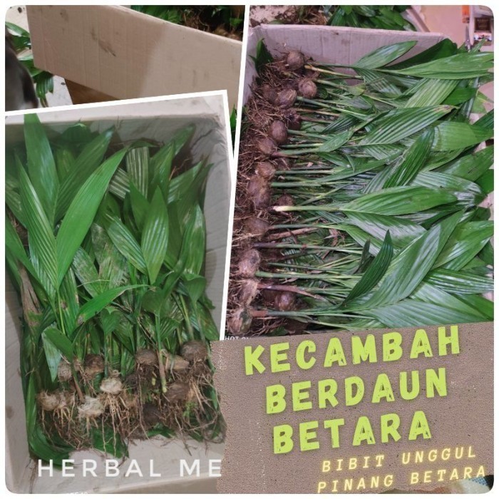 

silahkan COD Bibit Pohon pinang / Bibit jambe / Bibit siap Tanam