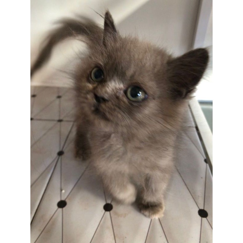 Kucing Persia Anak Kucing Himalaya Dewasa