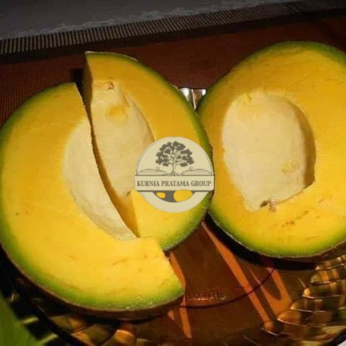 Bibit Tanaman buah Alpukat Markus super jumbo , siap dibuahkan kurnia pratama