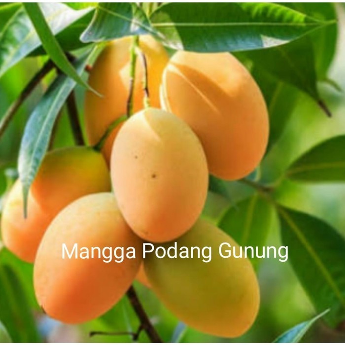 BIBIT TANAMAN BUAH MANGGA PODANG GUNUNG OKULASI GENJAH