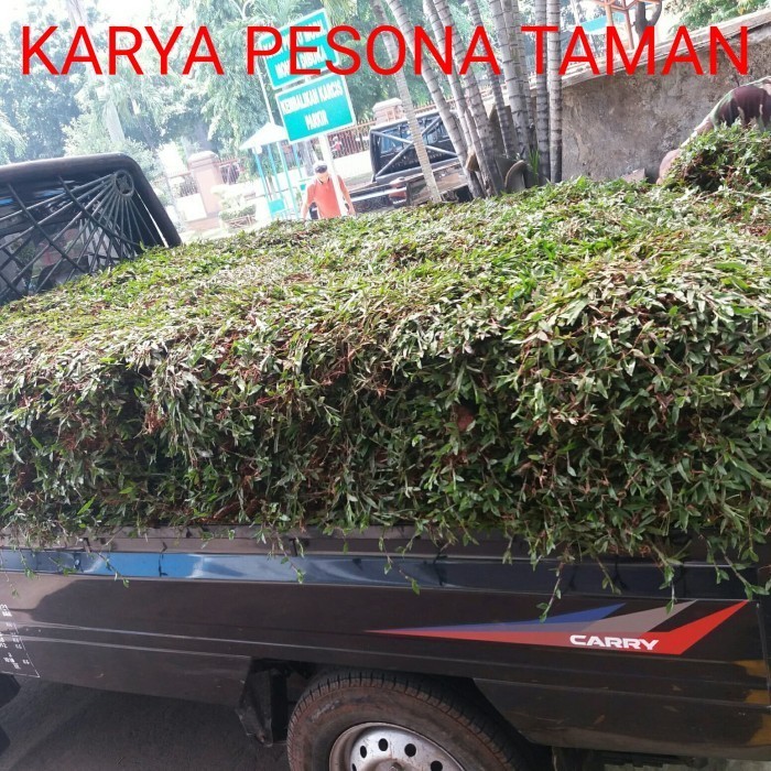 Siap kirim rumput gajah besar / rumput gajah paitan 1 mobil pick up