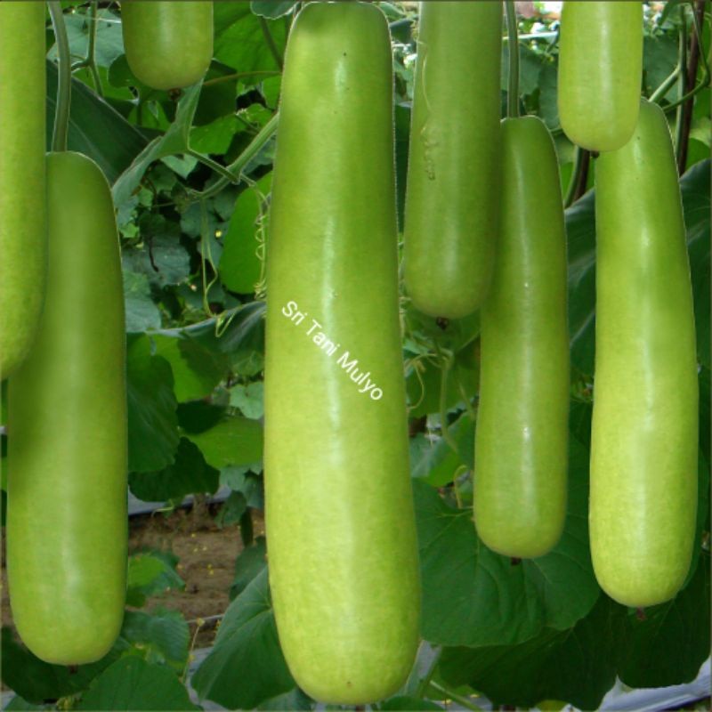 2 Biji - Benih Labu Siam BALISTIK - Labu Air Labu Panjang Labu Hijau - Bibit Buah - Bibit Sayuran