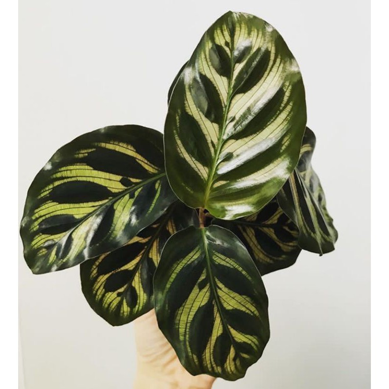 tanaman hias calathea makoyana - tanaman calathea makoyana - calathea makoyana