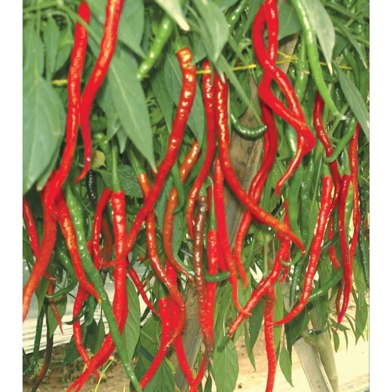 Murah   500+ Benih Cabe Merah Kriting Pedas F1 Super Buah lebat
