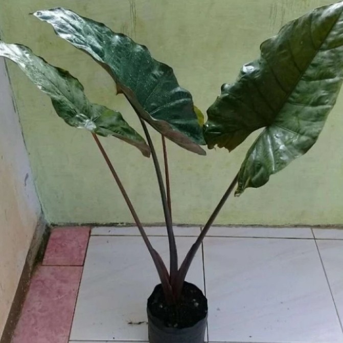 sente hitam - talas hitam