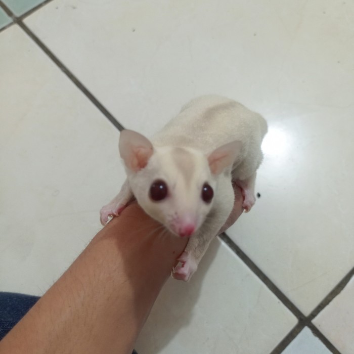 SALE -sugar glider creamino