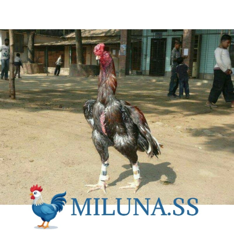 

FERTIL TELUR TETAS AYAM GORDZILLA BIG JUMBO UNTUK DI TETASKAN