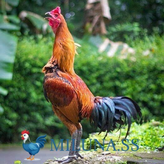 

FERTIL TELUR AYAM bangkok pama mangon petarung siap ditetaskan