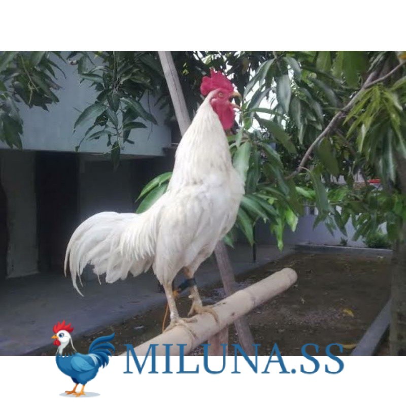 

FERTIL TELUR AYAM KETAWA DANGDUT GRETEK SLOW UNTUK DI TETASKAN