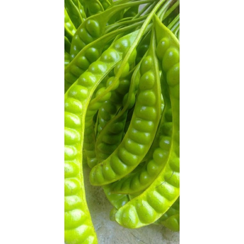 

TEBUS MURAH PETE/PETAI PADI PENDEK ISI 50 PAPAN LONJOR TUA SUPER