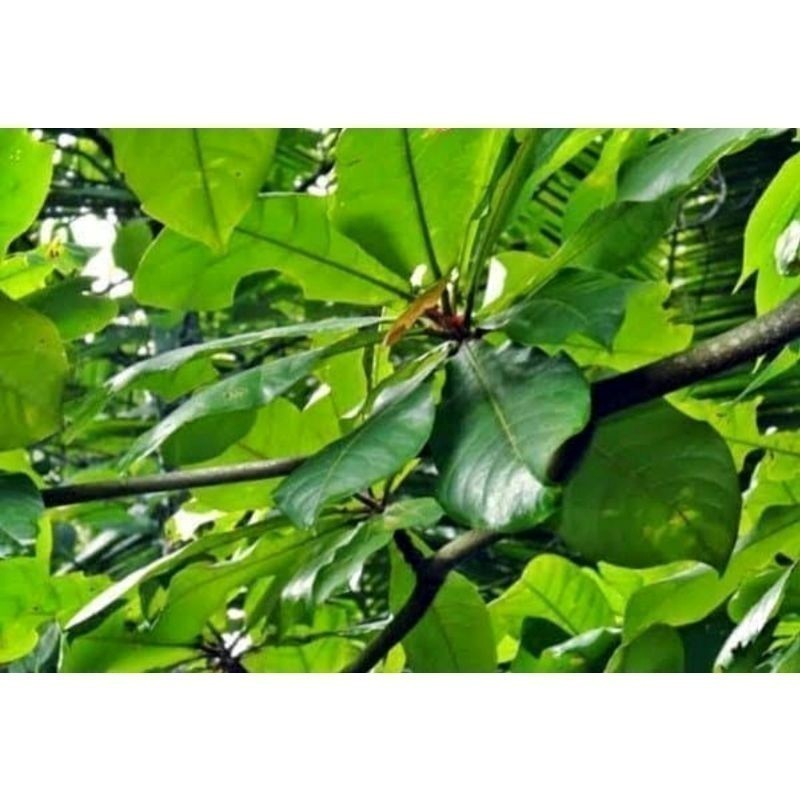 

Promo daun Ketapang segar 1kg COD