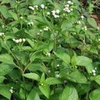 

Promo COD 1 kg daun bandotan/babadotan segar fresh (B_S)