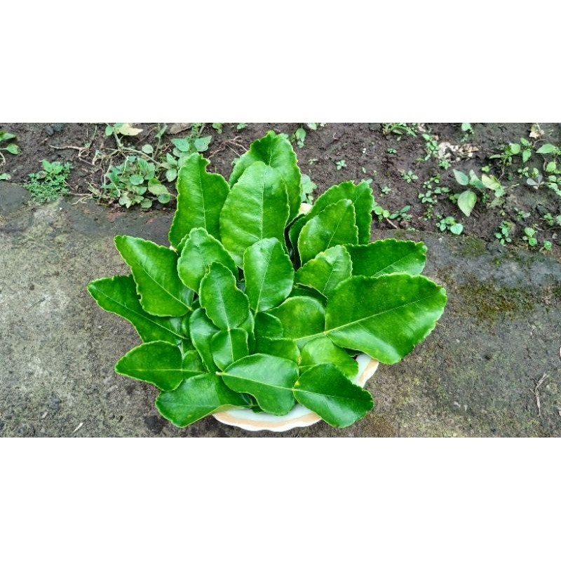 

READY SERBA MURAH DAUN JERUK PURUT SEGAR | 100 GRAM