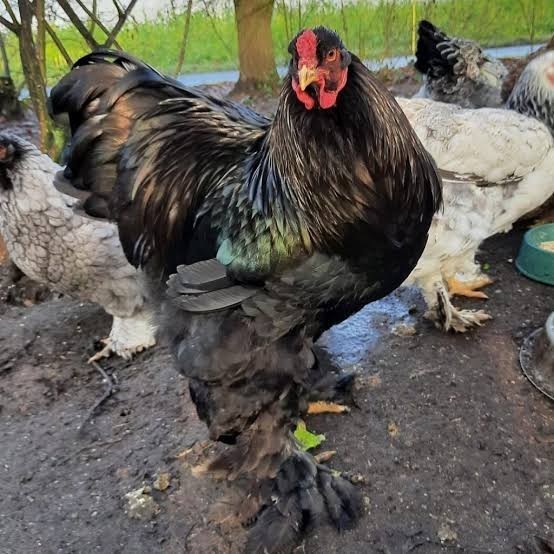 

Fertil Telur ayam brahma jumbo / telur ayam hias / telur fertil siap cod
