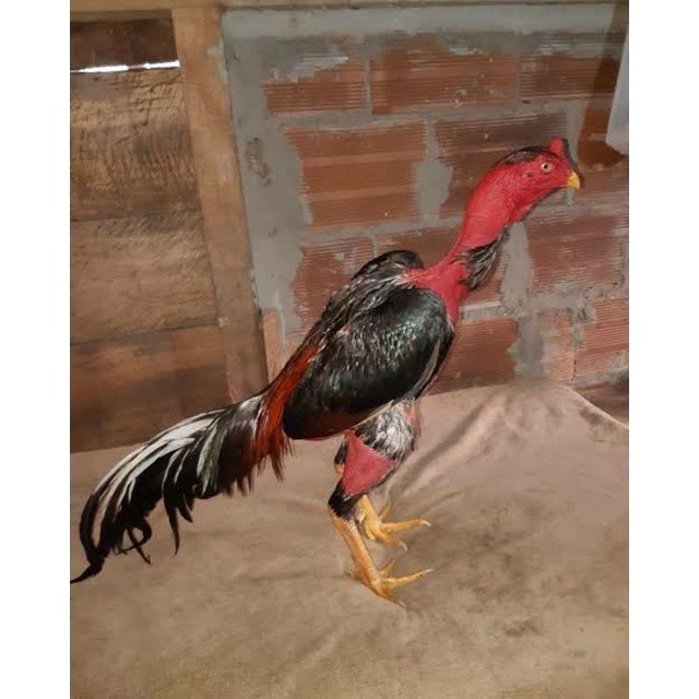 

Fertil TELUR AYAM SAIGON TANGGUH UNTUK DI TETASKAN