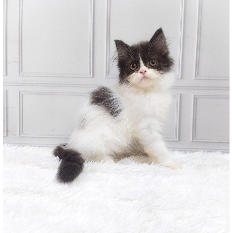 KUCING KITTEN PERSIA SEHAT KUCING GEMBUL LUCU JANTAN WARNA HITAM PUTIH USIA 3 BULAN BULU LONGHAIR