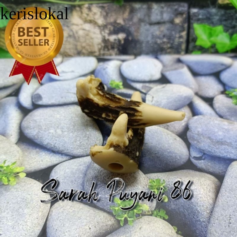 once canglong replika tanduk rusa KL1