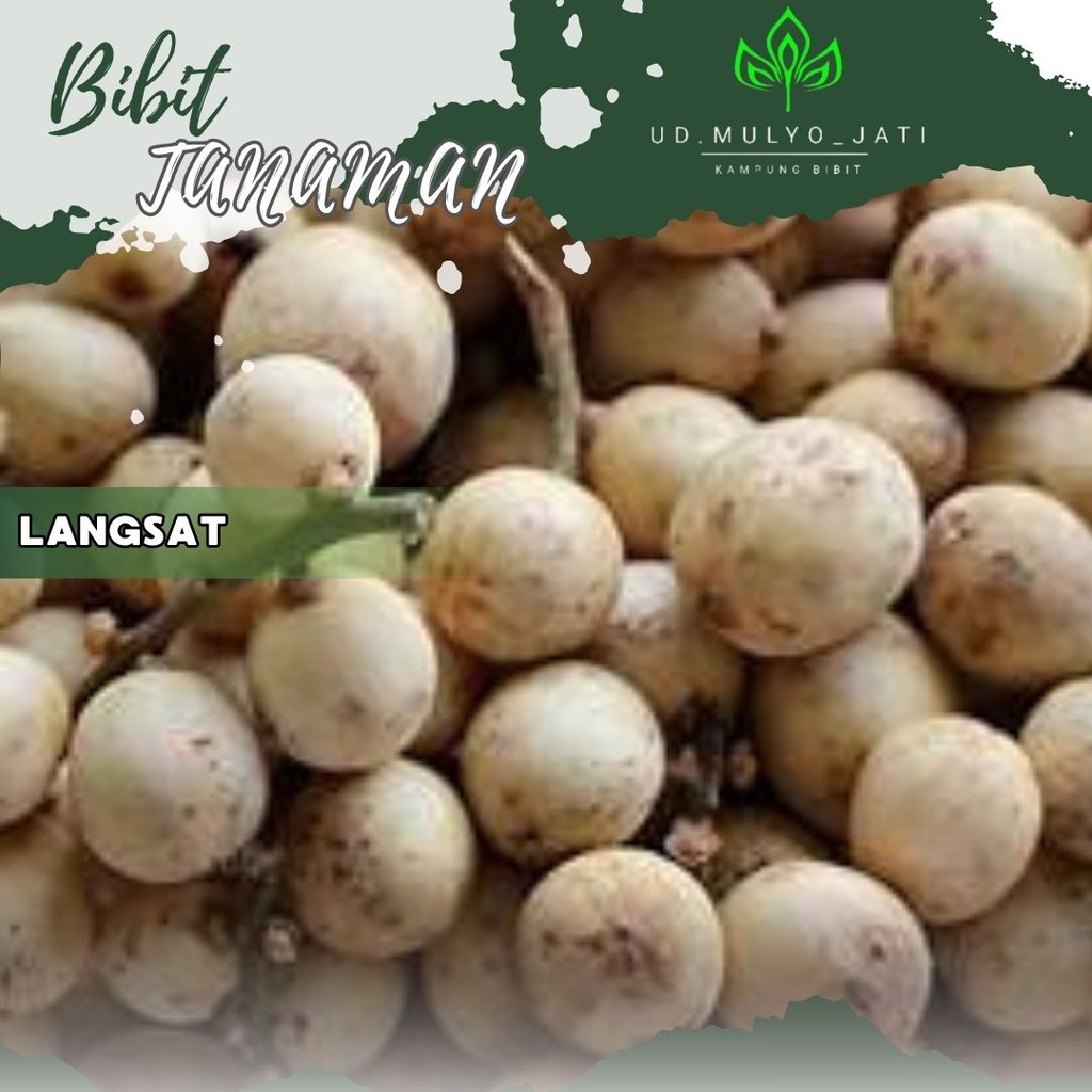 Bibit Langsat Bibit Buah Langsat Super Berkualitas[ SIAP KIRIM ]
