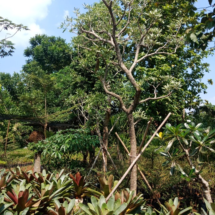 Tabebuia kuning 4 meter pohon pelindung tabebuya kuning besar