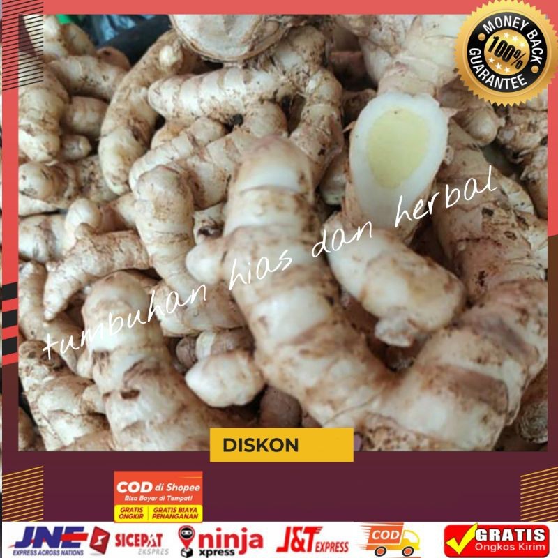 

Temu putih/Kunyit Putih/Kunyit Putih Segar/1kg (Temu putih/Curcuma Zedoaria)