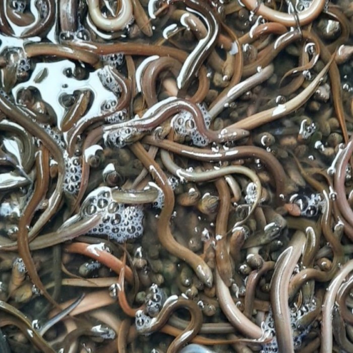 SALE -bibit belut/anakan belut/1 kg