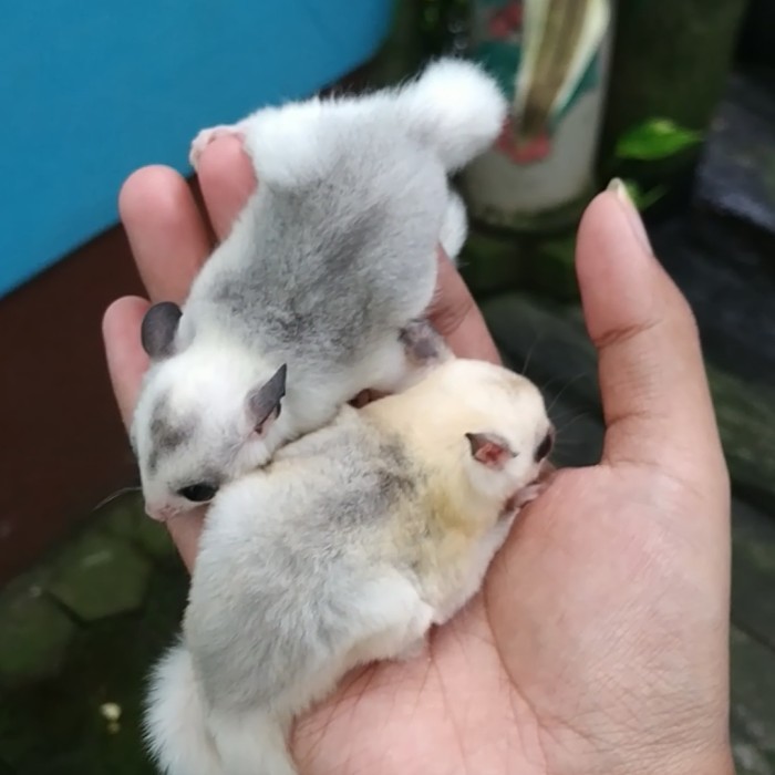 SALE -Sugar Glider Joey Mozaic - Betina