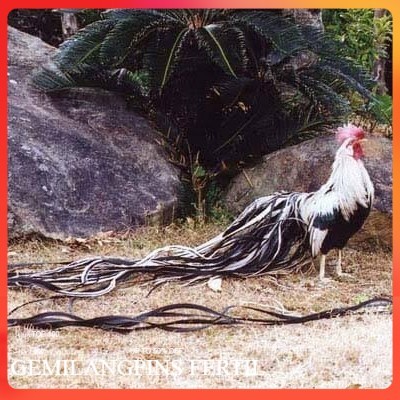 FERTIL Telur ayam hias onagadori ekor panjang fertil asli siap ditetaskan - ayam onagadori
