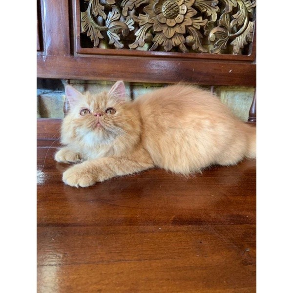 KUCING PERSIA KUCING PERSIA MURAH KUCING ANGGORA MURAH KUCING HIMALAYA MURAH KUCING RAGDOLL KITTEN