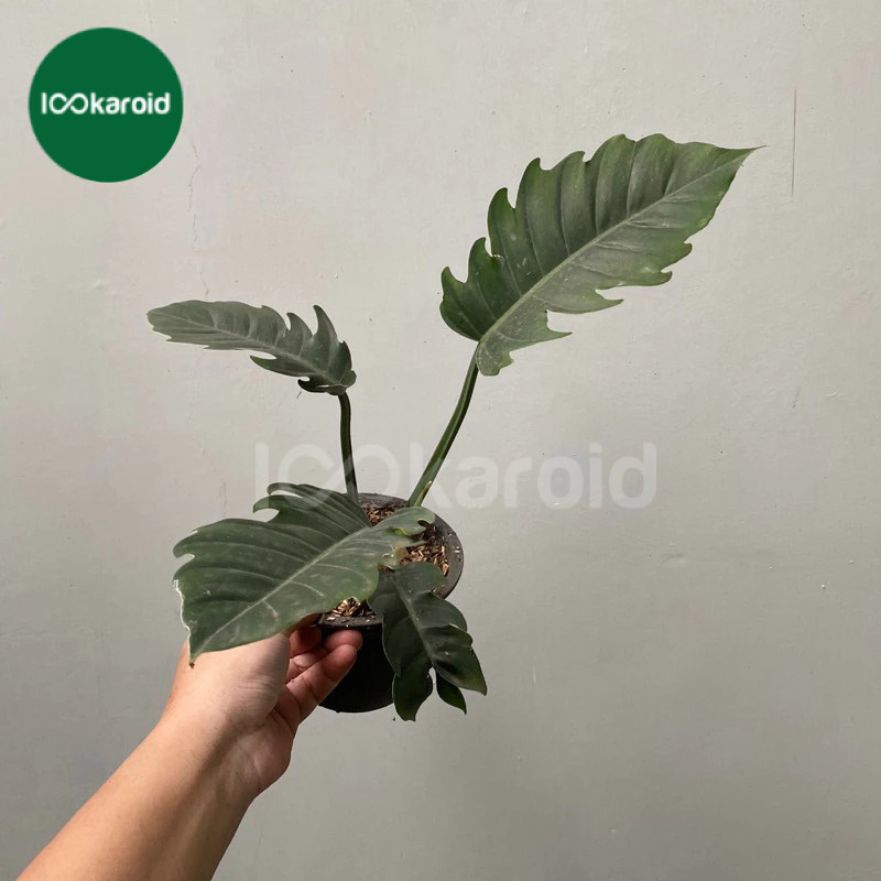 Tanaman Hias Philodendron Green Saw | Philo Greensaw