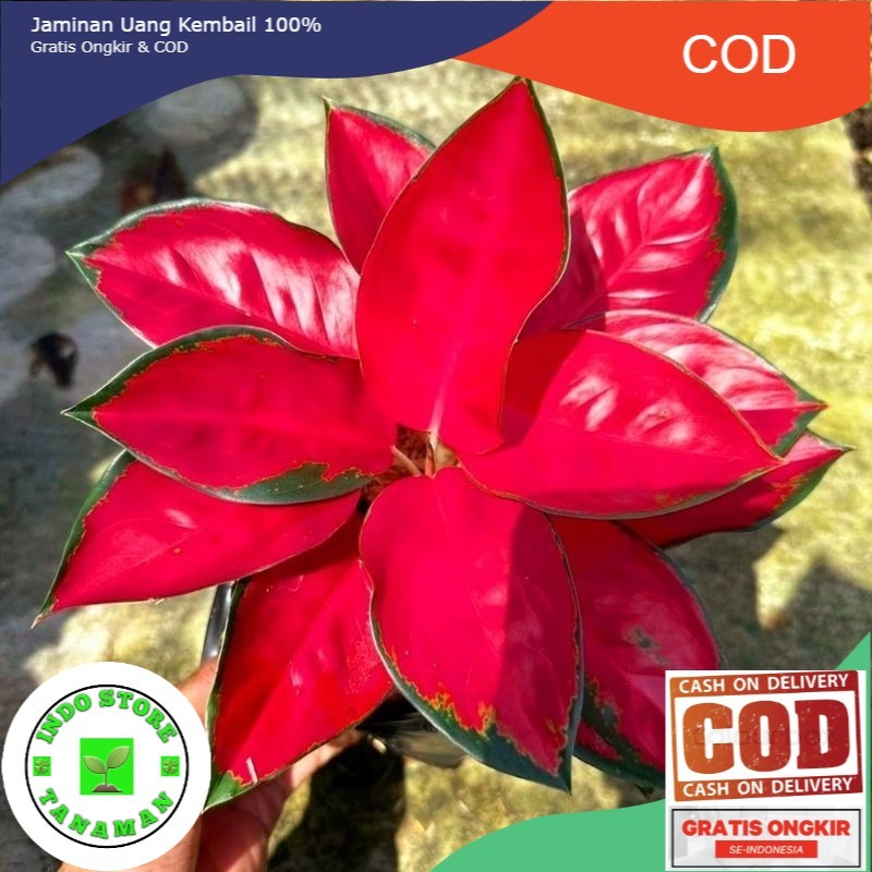 ( BISA BAYAR DI TEMPAT ) Aglaonema Suksom Jaipong Merah Menor / Aglonema Suksom florist nursery / Ag